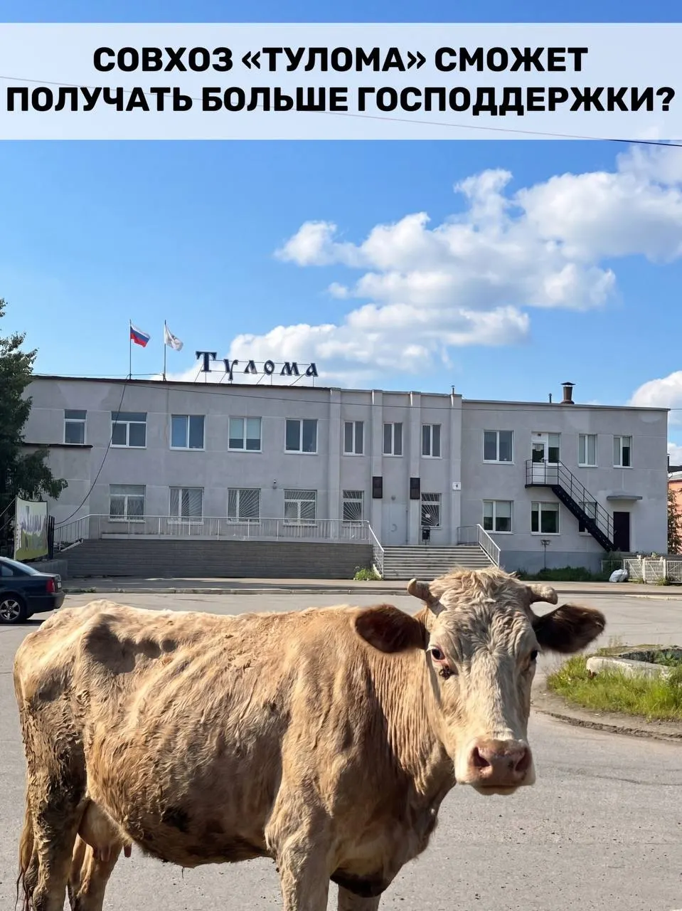 Федеральные правила субсидирования молочных хозяйств расширили: теперь помощь доступна и хозяйствам с более чем 25% государственной или муниципальной доли. В Мурманской области это важно, но работники совхоза «Тулома» сообщают о критической ситуации и сомневаются, что поддержка успеет помочь.