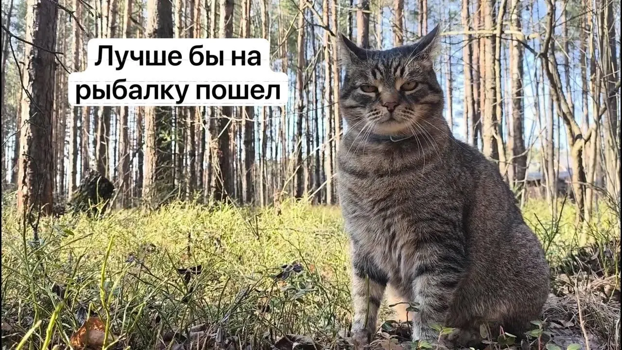 С 1 сентября 2027 года для сбора некоторых редких грибов потребуется оформлять разрешение на портале «Госуслуги». Заявки будут рассматривать до 15 дней; сбор краснокнижных видов без пропуска повлечёт уголовную ответственность.