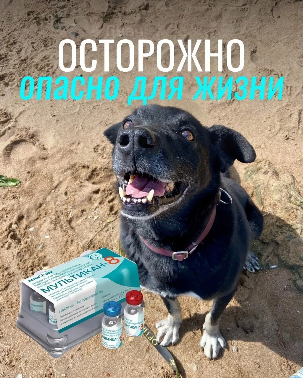 Владельцы жалуются на тяжелые осложнения у привитых животных: судороги, кровавая рвота, диарея, высокая температура; часть собак погибла, некоторых пришлось усыпить. Производитель вакцины направил партию на проверку.